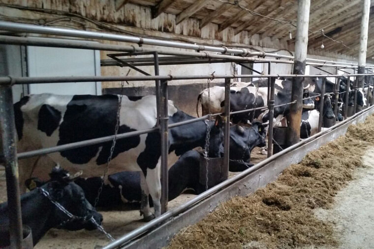    На ферме более сотни голов крупного скота Avito