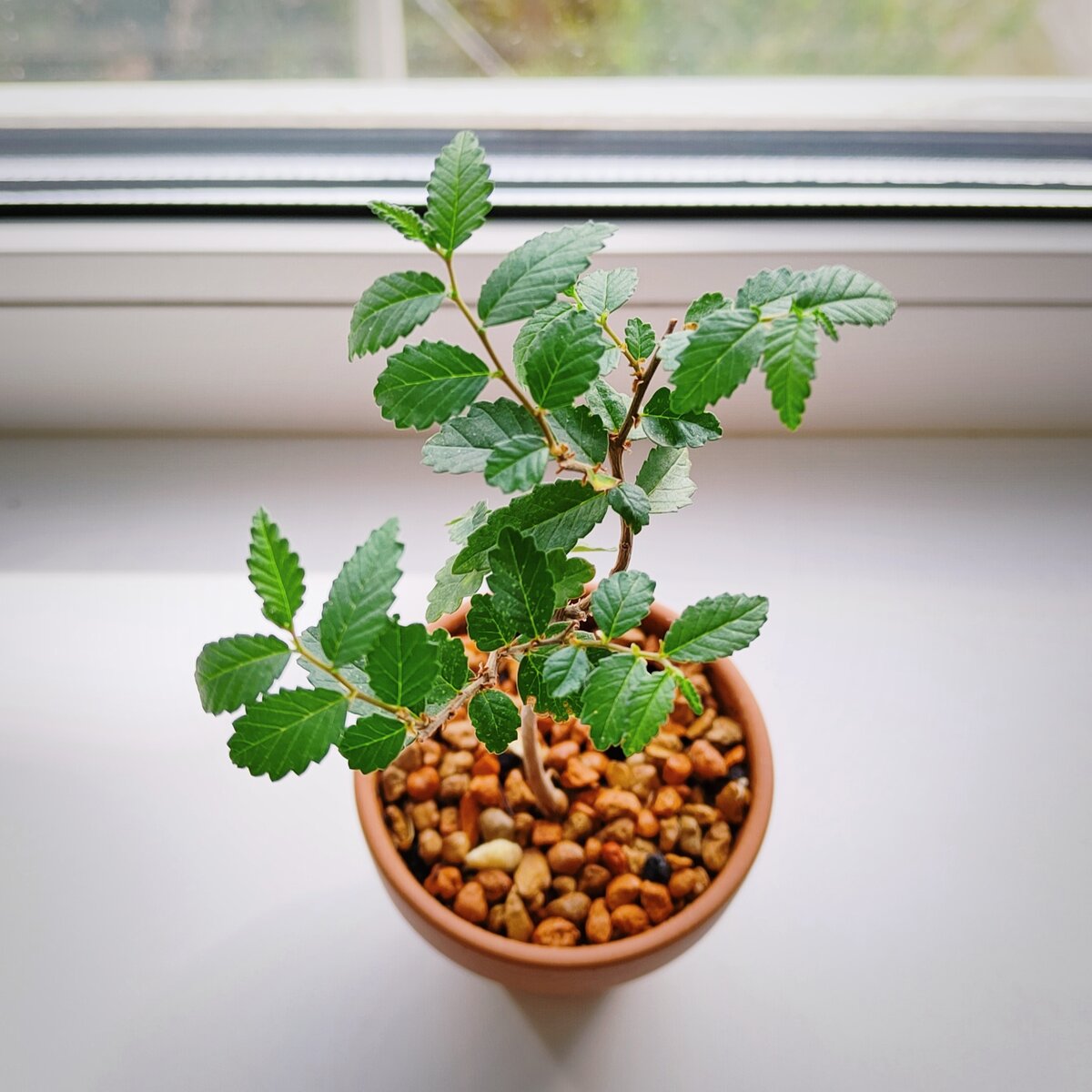 Карагач из семечка. Его шершавые листья – одно из любимых лакомств паутинного клеща. Фото автора.