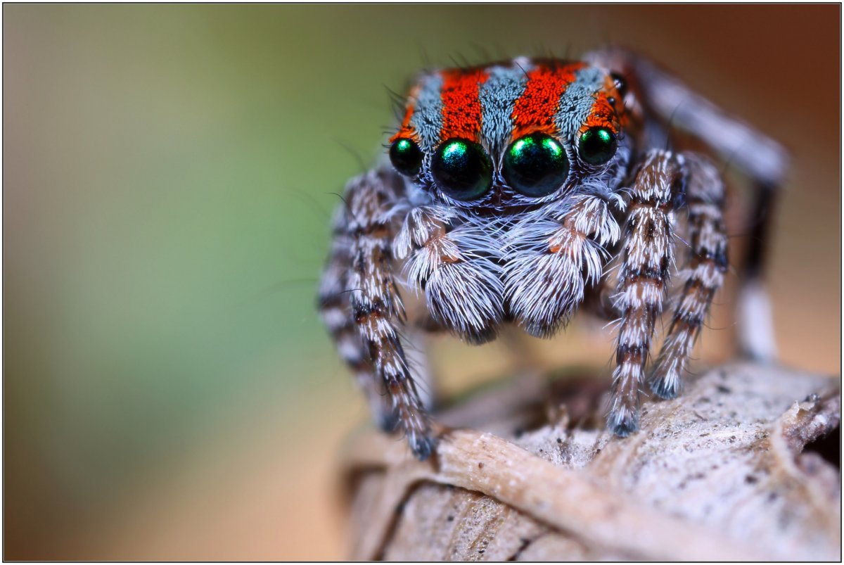 Красивые пауки. Паук-Павлин (Maratus volans). Паук Maratus speciosus. Паук скакунчик Павлин. Паук скакунчик самка.