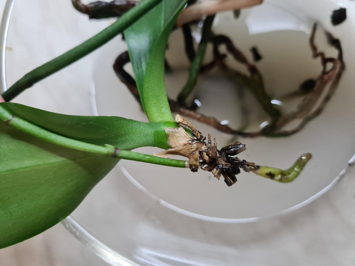 Восстановление корней орхидеи в рисовой воде.