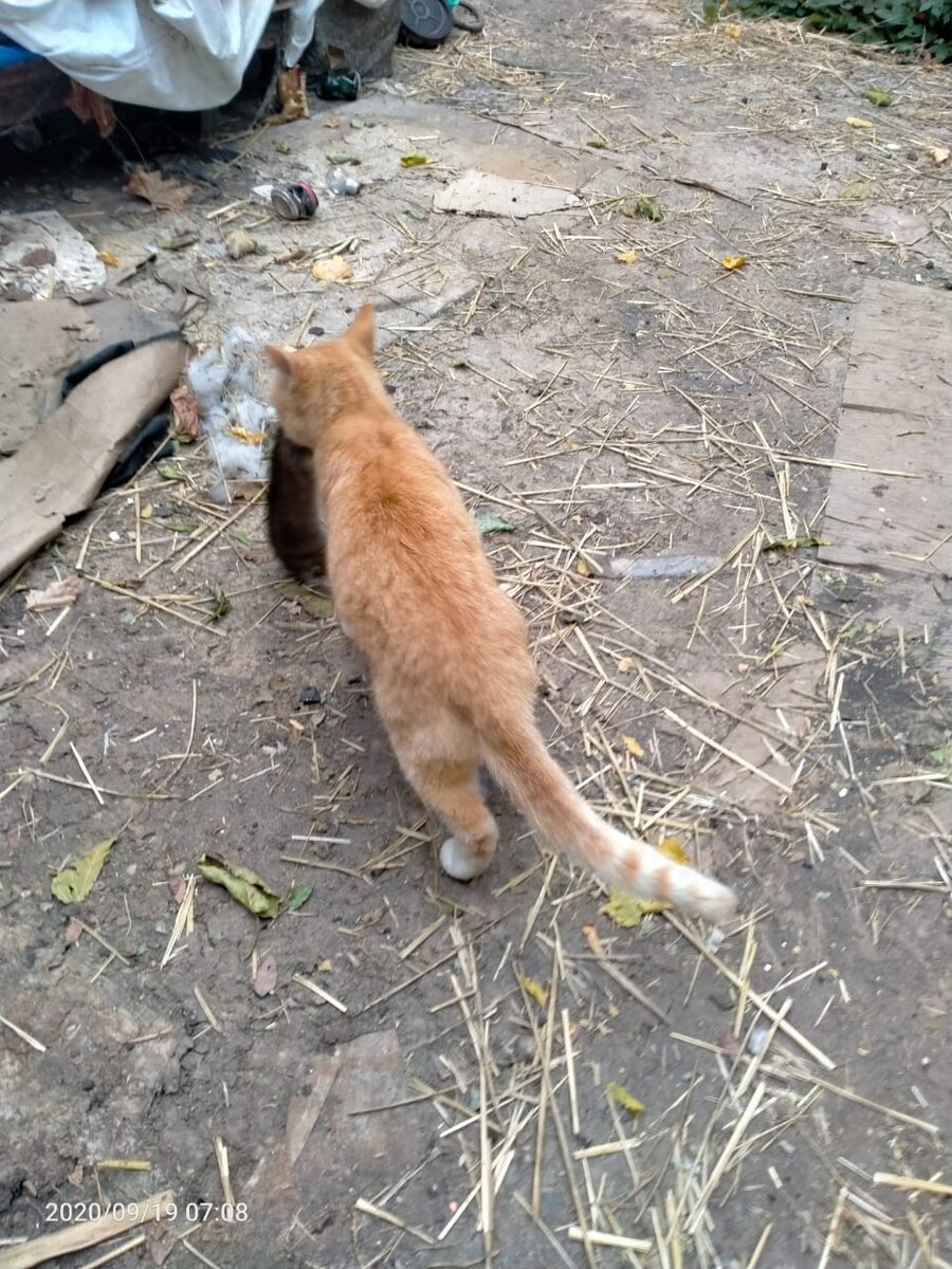 Возвращение с охоты