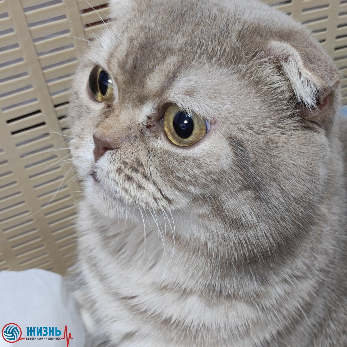 На стационаре Персик был под присмотром ветеринарных специалистов до полного выхода из наркоза
