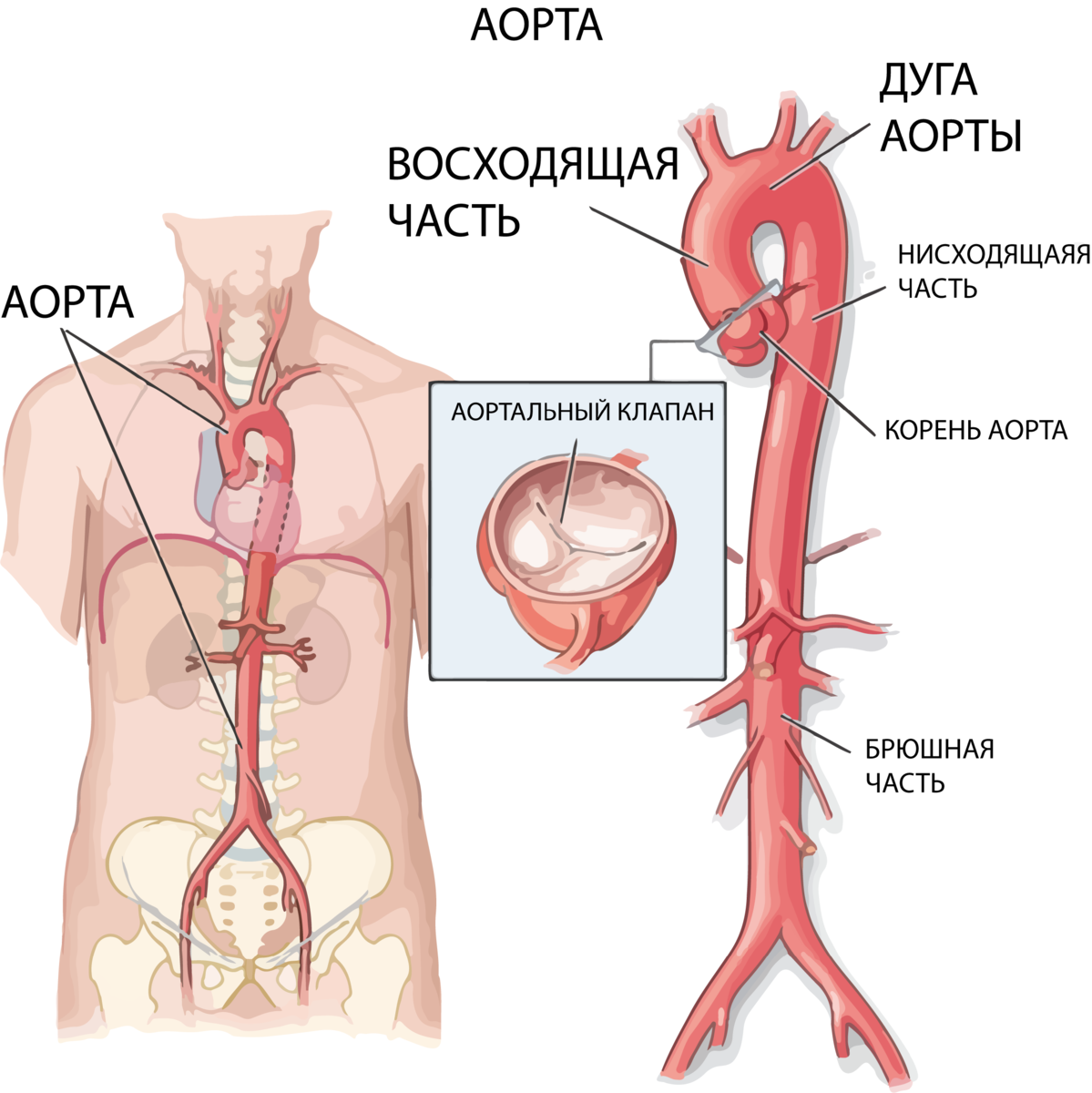 Луковица аорты анатомия. Аорта картинки.