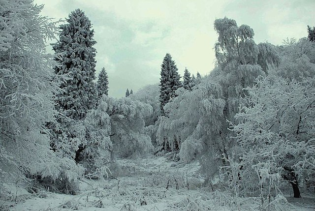 Зима в Заилийском Алатау, Казахстан. https://commons.wikimedia.org/wiki/File:Winter_forest._Transili_Alatau._PaleoKazakhstan.info_-_panoramio.jpg