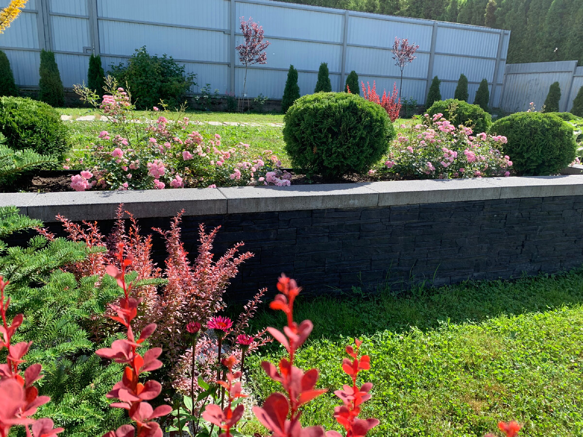 Шарики - туя Даника в моем саду