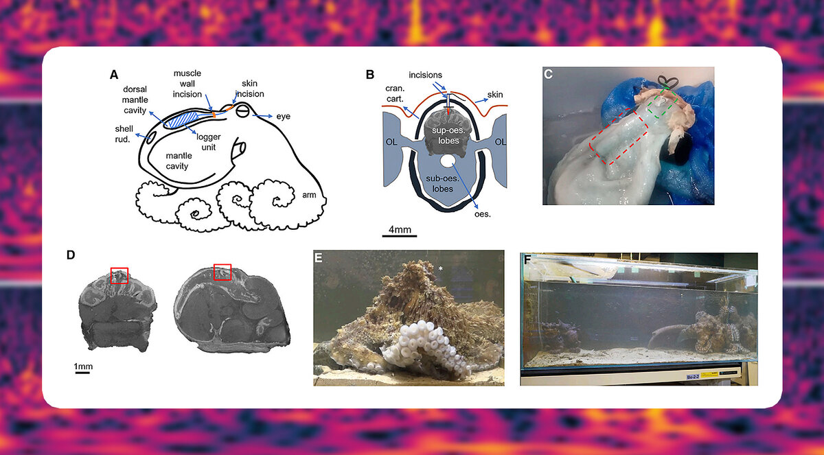   Tamar Gutnick et al. / Current Biology, 2023