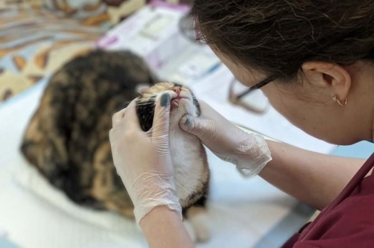    Сотни животных стерилизовали на Урале в рамках благотворительного проекта