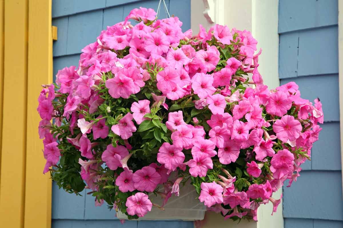 Сурфиния сорт Аметист фото flo.discus-club.ru в свободном доступе интернета