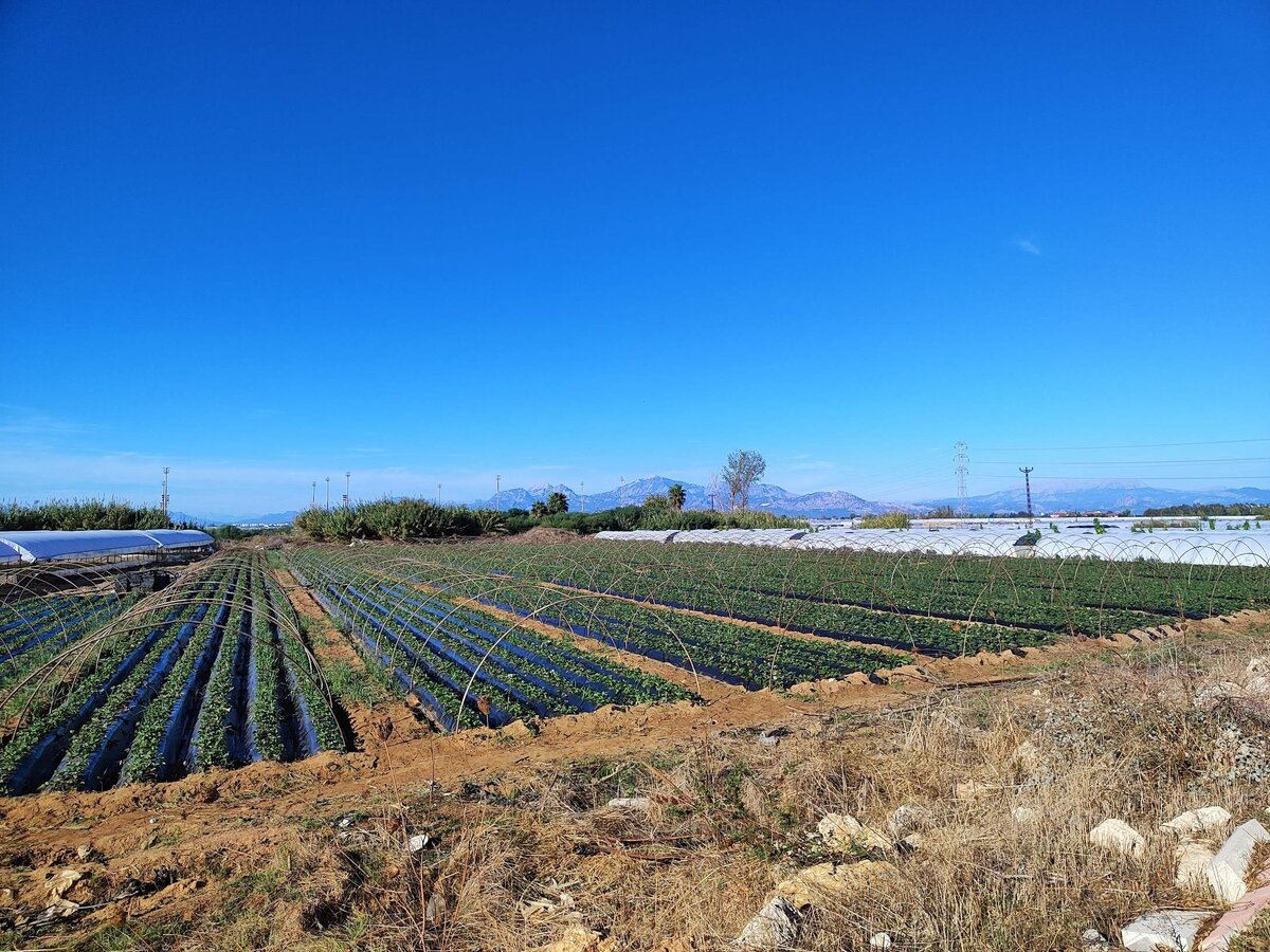 Клубничные поля близ Белека, провинция Анталия