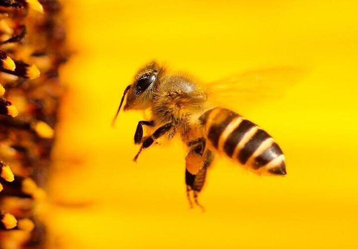 Учёные разработали первую в мире вакцину для медоносных пчел. Как она работает?