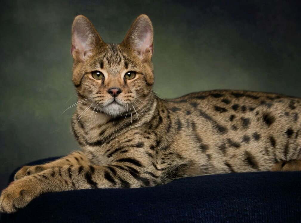 Фото с сайта питомника F1Hybrids Savannahs