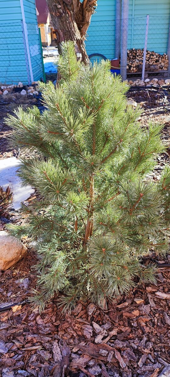 сосна уже не такого сизого оттенка, как зимой