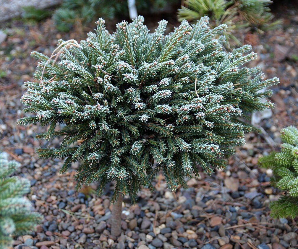 Ель сибирская (Picea obovata), карликовые декоративные сорта | Декоративные  древесные растения для Сибири | Дзен