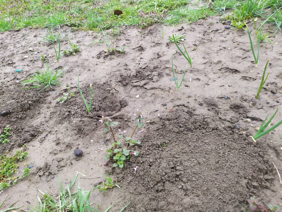 Здесь норы я уже затоптал