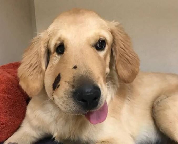      Как больно мальчику