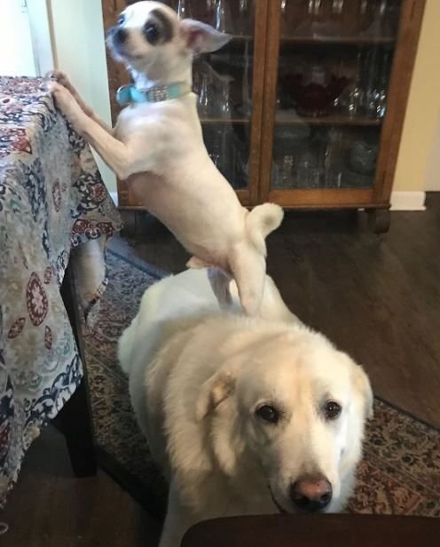      Чихуахуа Тим лезет на стол со спины Бэна