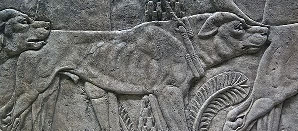      Собаки Ассирии