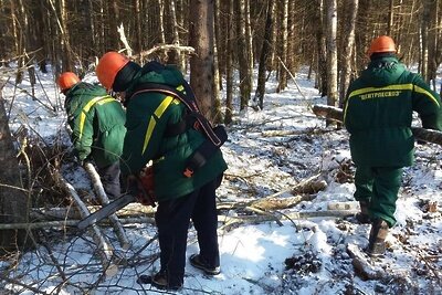    210 км квартальных просек очистили от растительности в подмосковных лесах за 2 месяца © Пресс-служба Комитета лесного хозяйства Московской области