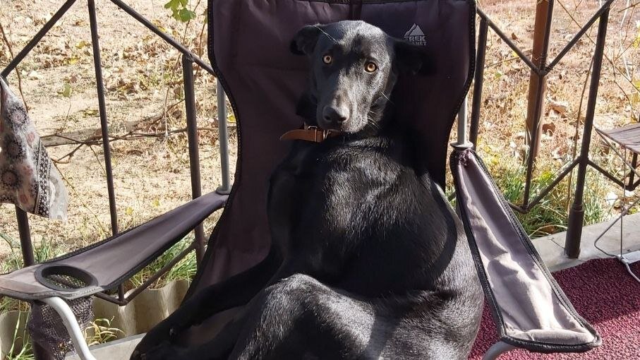 Какой умный взгляд