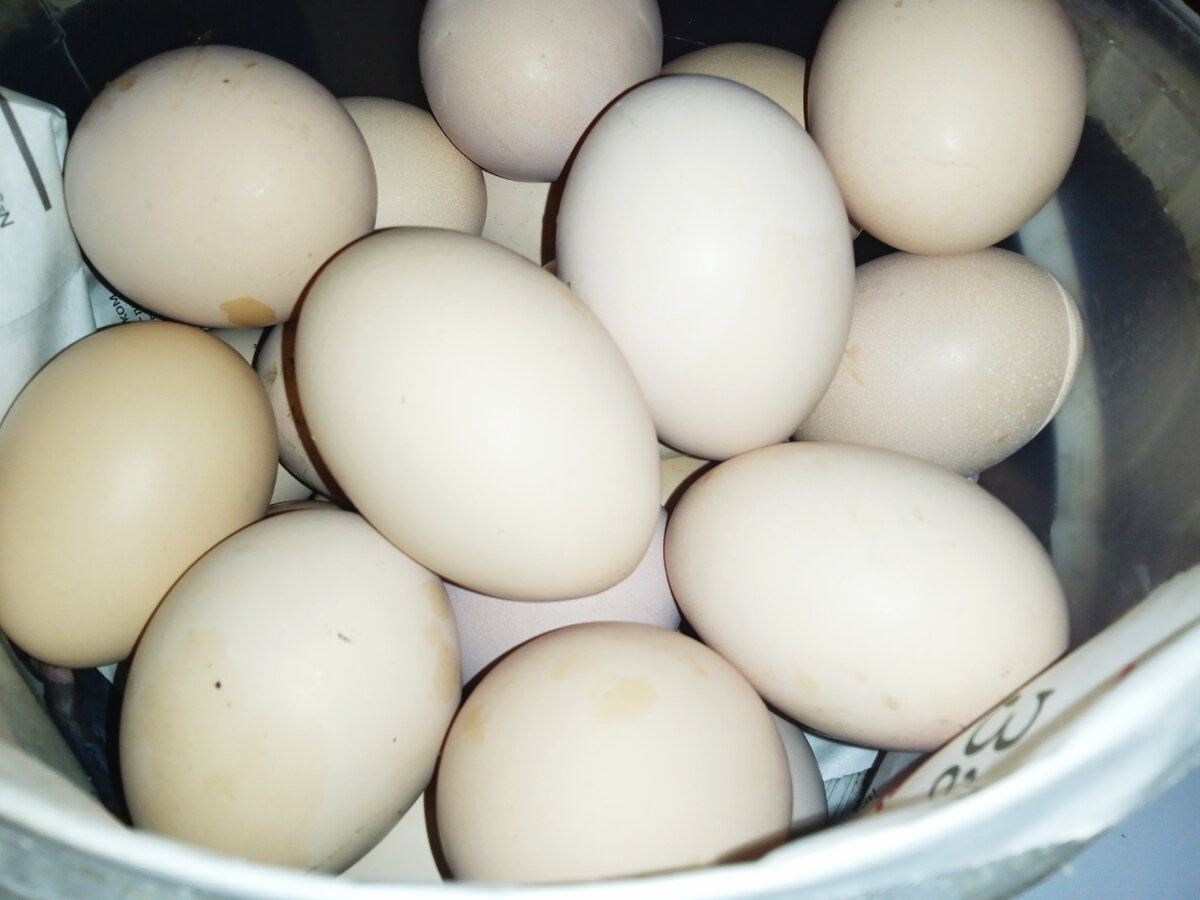 куры мои несутся больше десятка яиц в день)