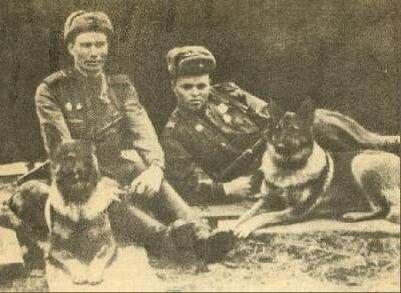      Справа овчарка Дина с вожатым А. Филатовым