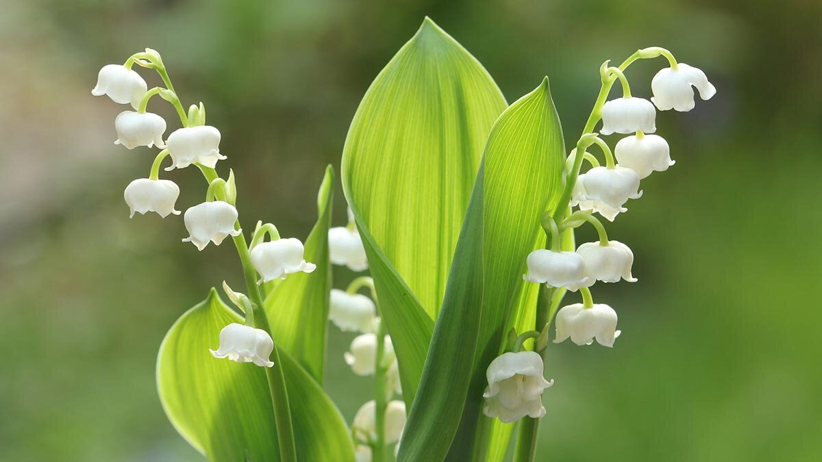     Ландыш Анастасия Романова
©Roozitaa/Wikimedia CommonsЛандыш