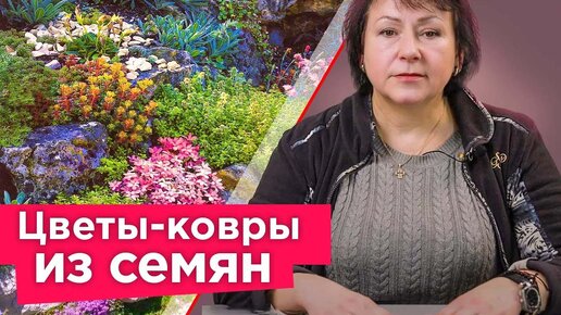 Хотите ковер из цветов? Посейте почвопокровные растения! Растут быстро и не требуют особого ухода