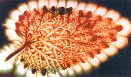 Ярко огненное свечение крапивы при съёмке кирлиановским аппаратом