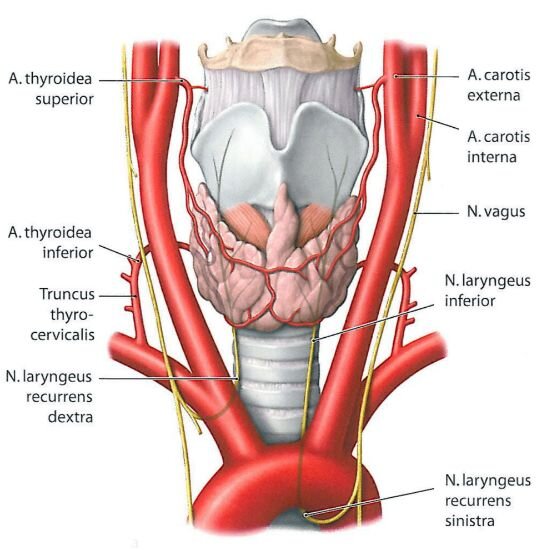 Чем грозит снятие. Удаление щитовидной железы. 015 2560px-maxillary_artery_Branches. 015 2560px-maxillary_artery_Branches.svg.