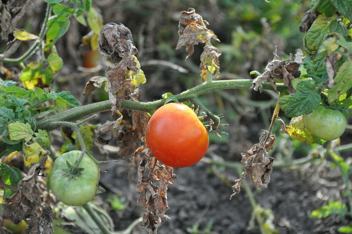   фото globallookpress.com