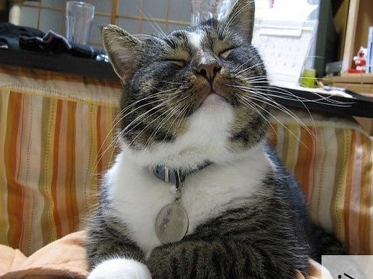 Источник:https://fikiwiki.com/devushki/174-ja-gordaja-prikolnye-kartinki-53-foto.html