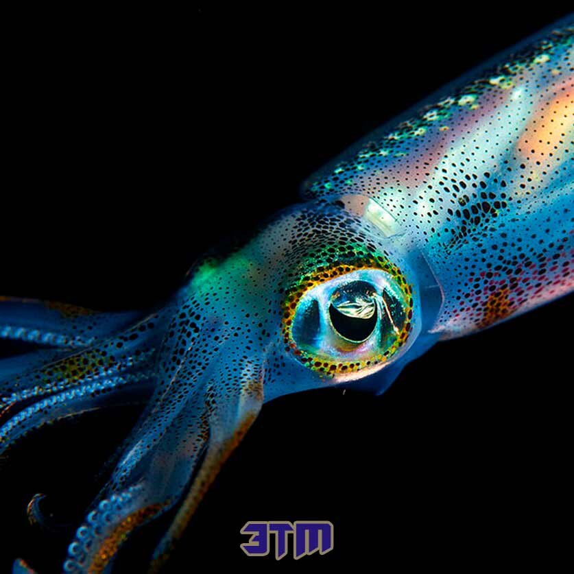 Кальмары и осьминоги – одни из самых завораживающих существ нашего океана, наделенные уникальной способностью плавно менять цвет и прозрачность своей кожи.