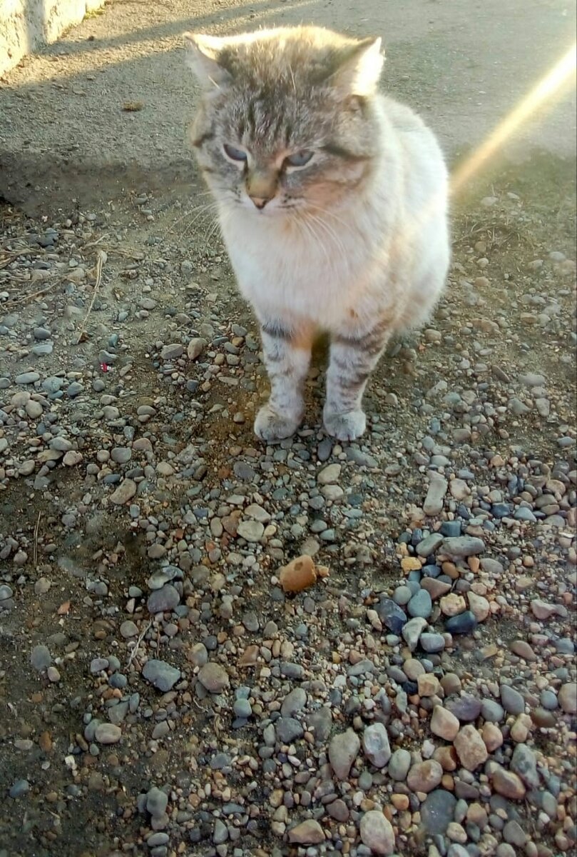 Как Томик решил поймать воробья😺 | Жизнь кота Томика 😺 | Дзен