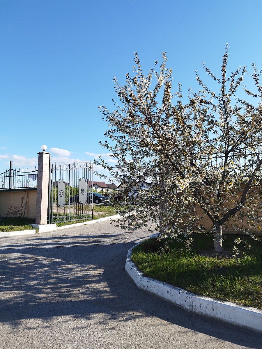 Саму таверну снять забыла, но вот выход из неё) Все цветёт! И вроде всего 300 км от Питера, и даже 290.