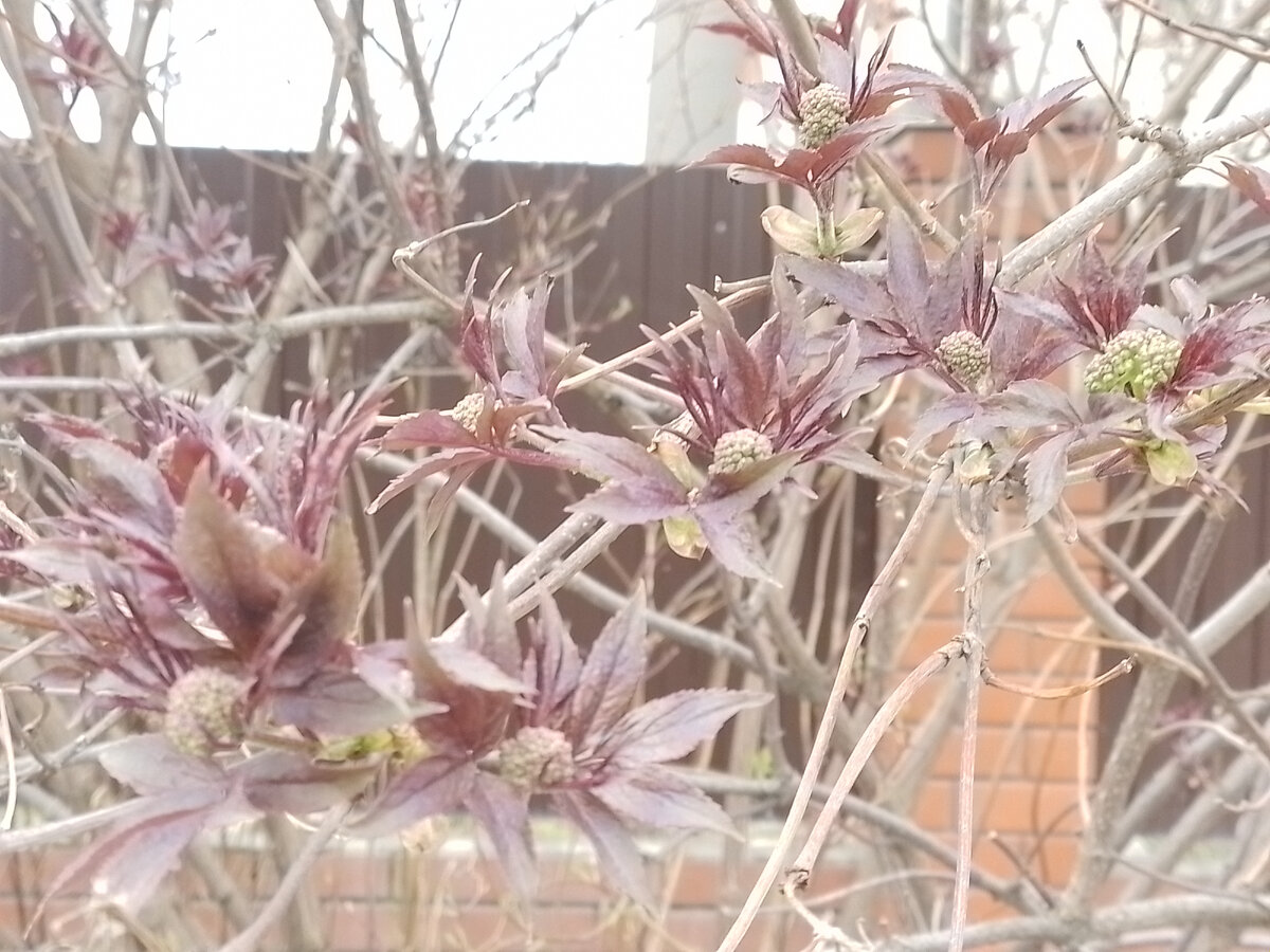 Что-то красивое зацветает