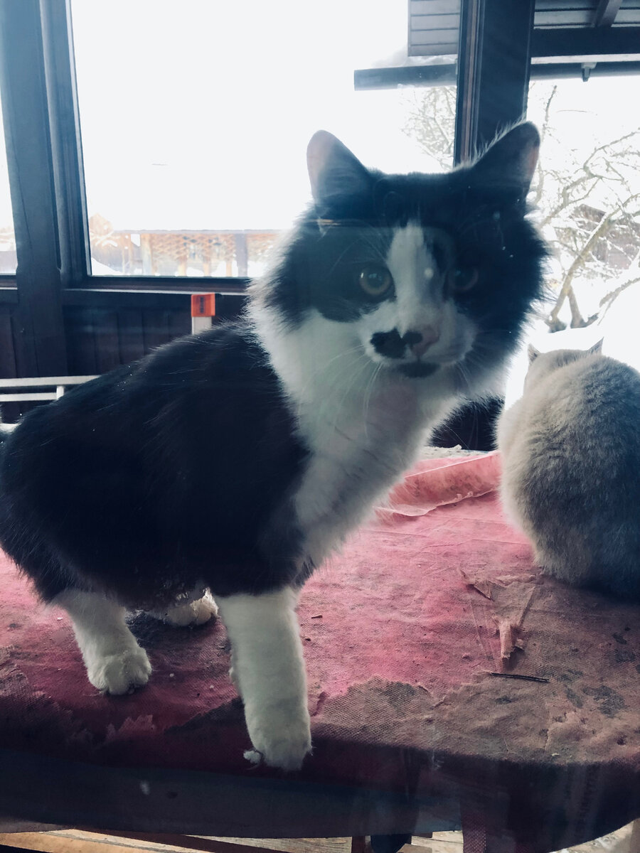 Красавчик Полуфриц вместе с Плюшей в марте 2022 года.