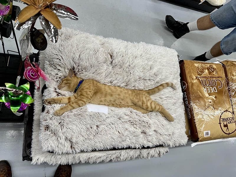 Домик для кошек и собак 