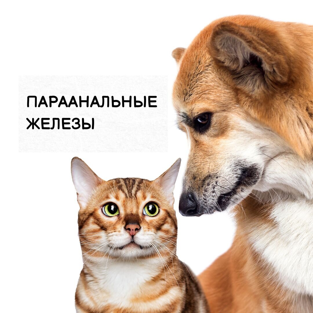 Воспаление параанальных желез
