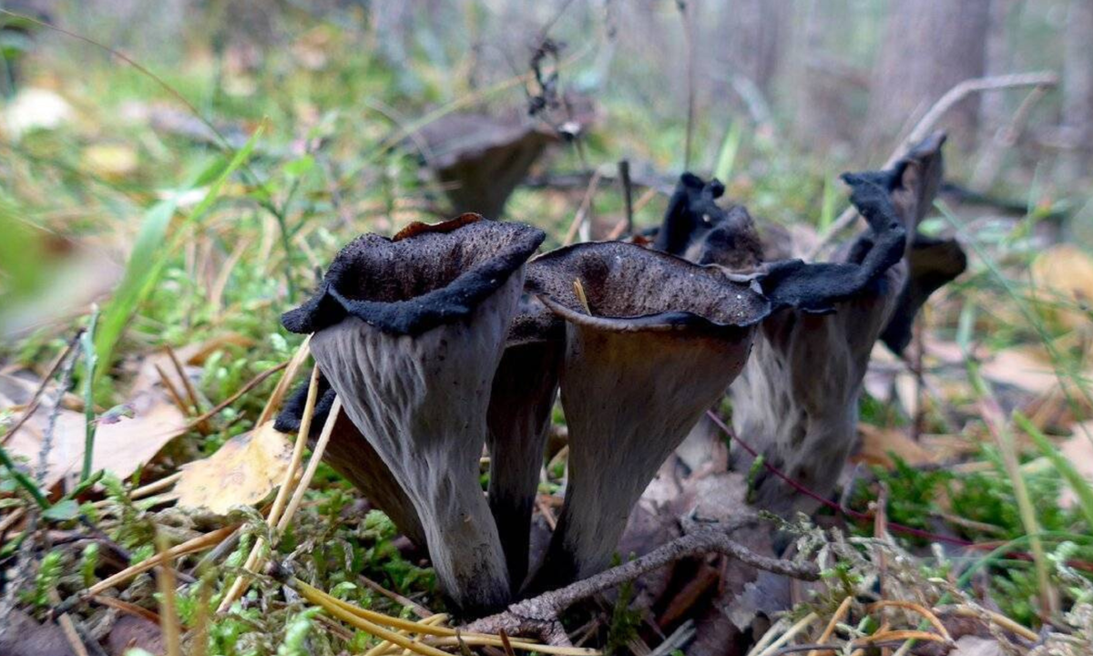 Чёрная лисичка