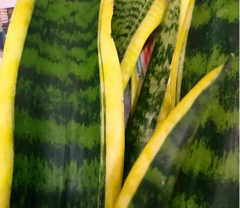 Листья Сансы