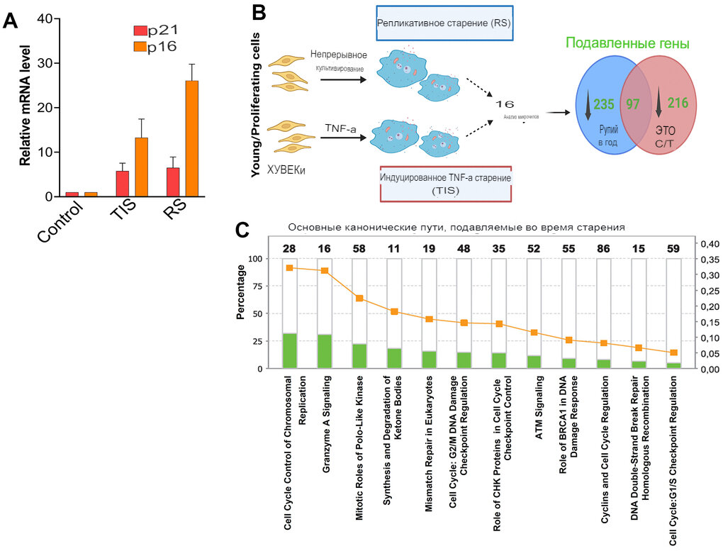 Снижение экспрессии. Снижение экспрессии. Снижение экспрессии. Снижение экспрессии. Снижение экспрессии.