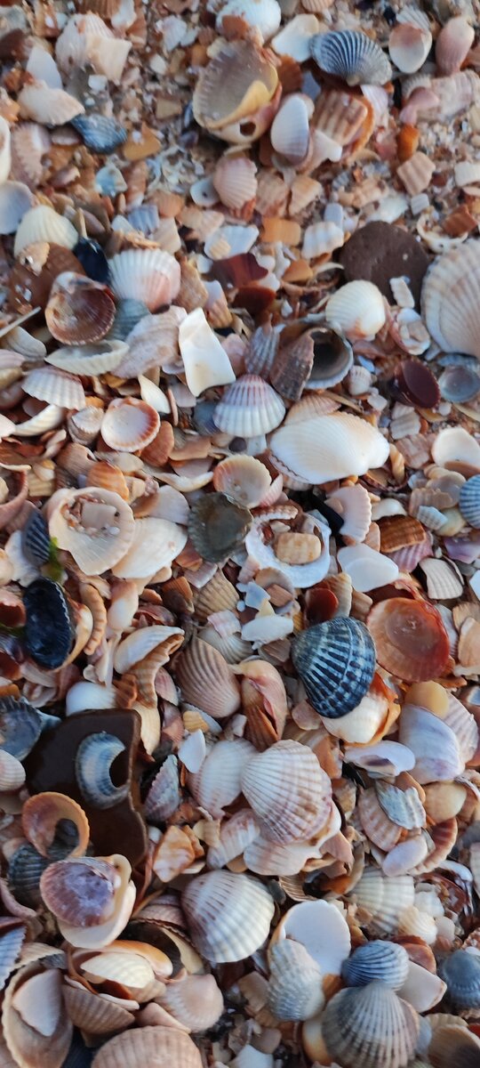 Ракушечный берег 