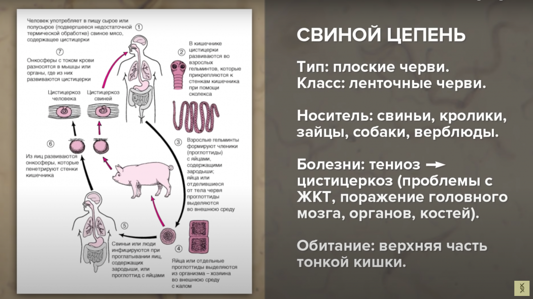 При какой температуре погибают паразиты. Чем можно заразиться от мяса.