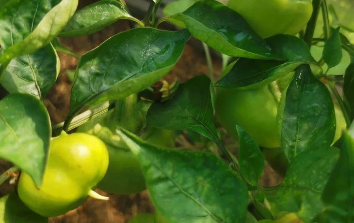    От июльской жары в Ростовской области огородникам советуют опрыскивать глиной