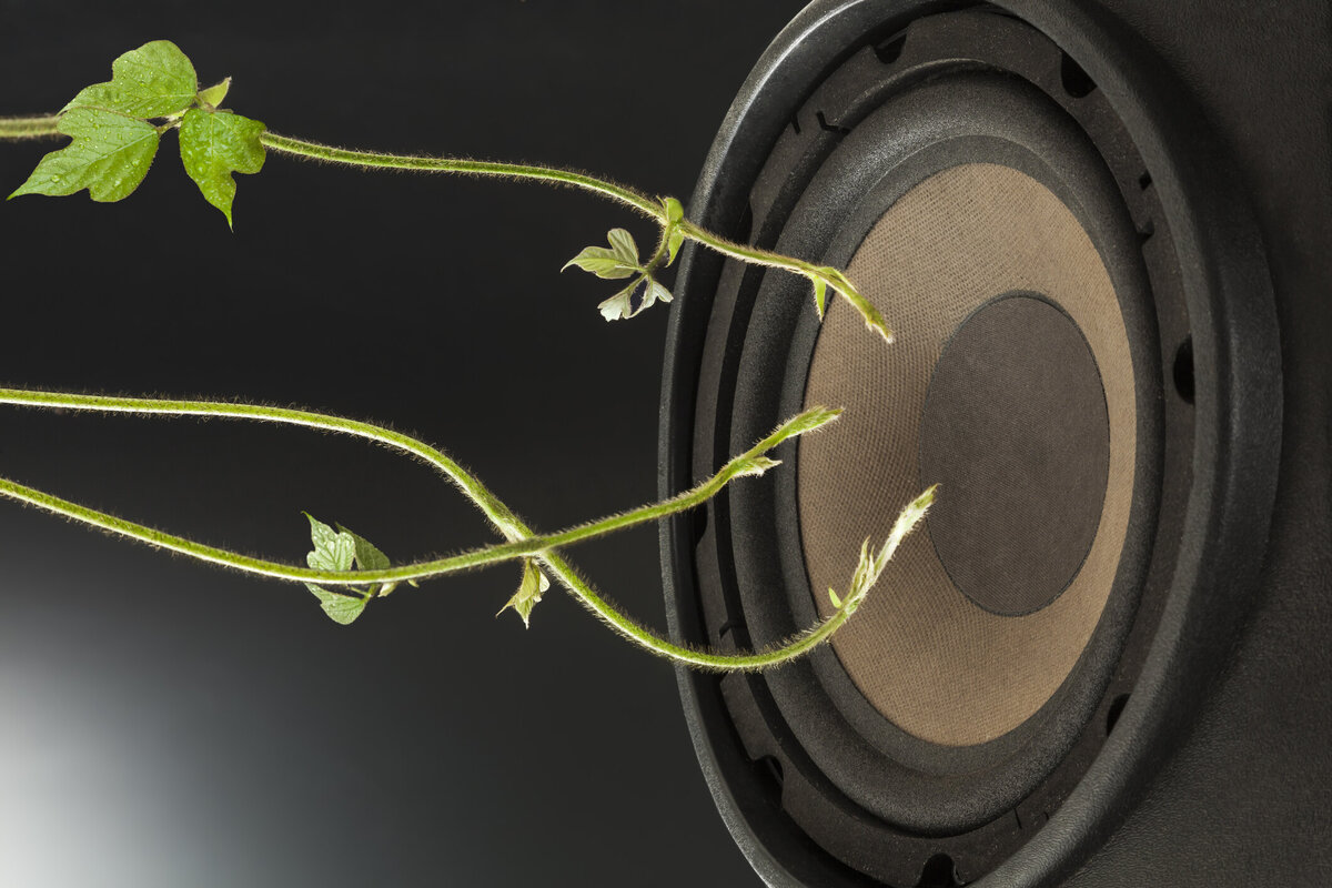    Стебли и листья начинают расти быстрее и даже тянутся к колонкам, из которых звучит любимая мелодия. Getty images