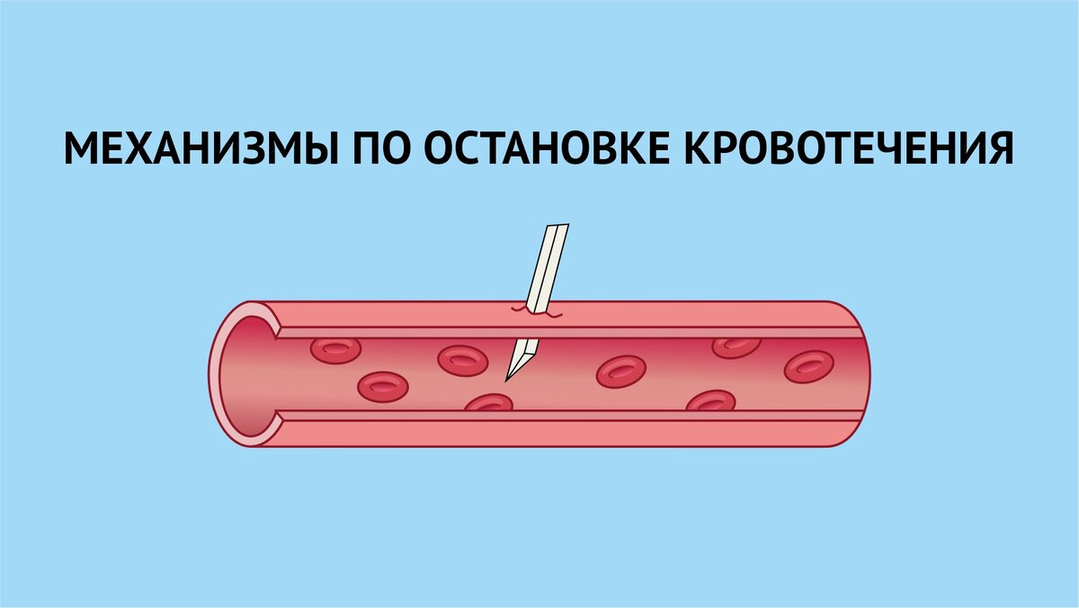 Система гемостаза: механизм по починке «водопровода» нашего тела. Как  организм человека поддерживает постоянство внутреннего кровообращения? |  LabHub | Дзен