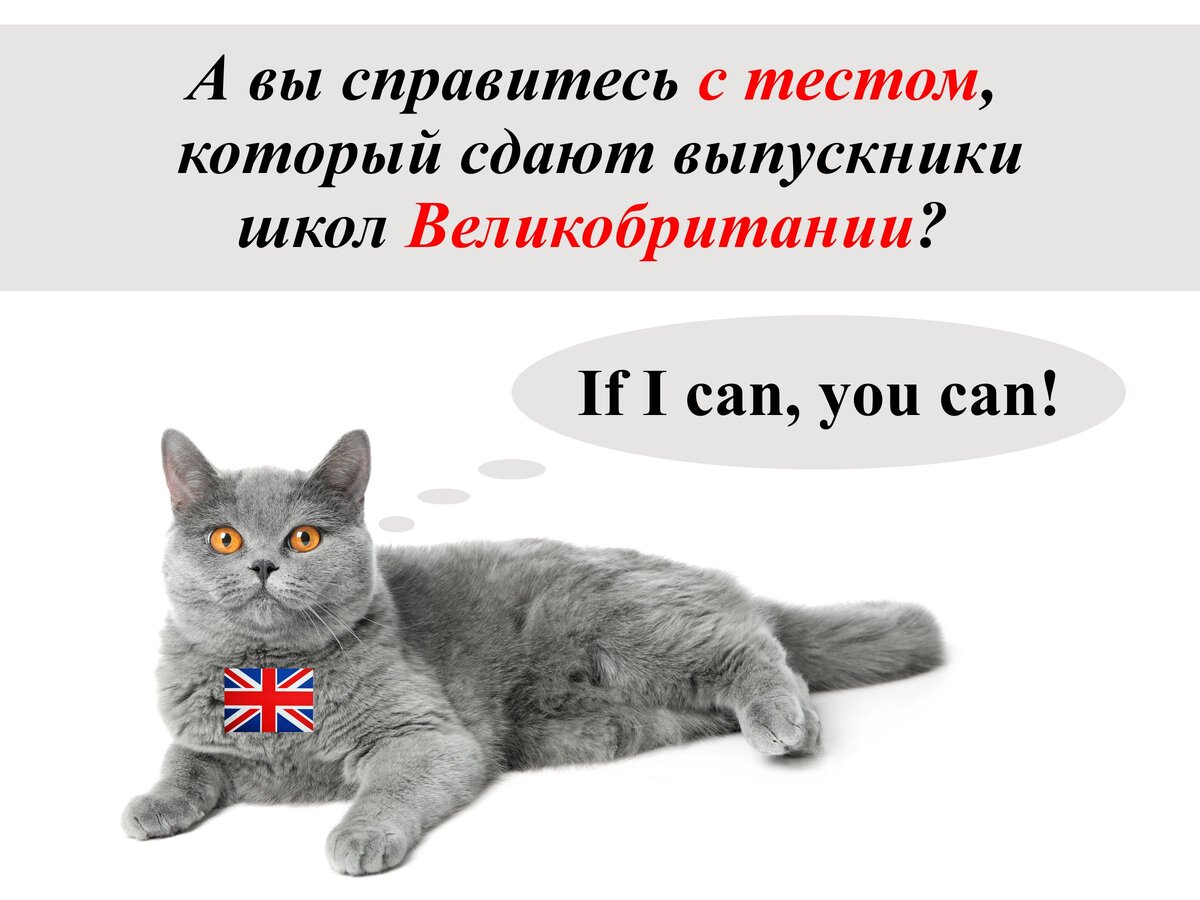 Исследование образования названий детёнышей. English with cats. Кот на экзамене. Опять на английском языке. Опять на английском языке.