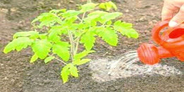 полив помидор