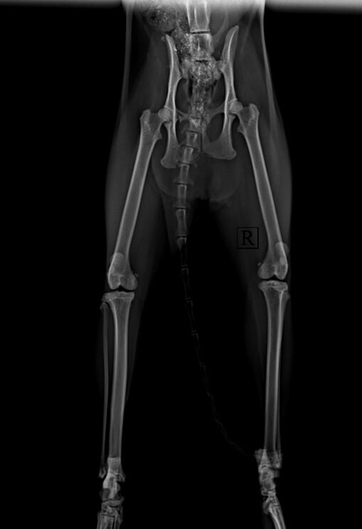 Отрыв крестцово-подвздошного сочленения у кошки.
