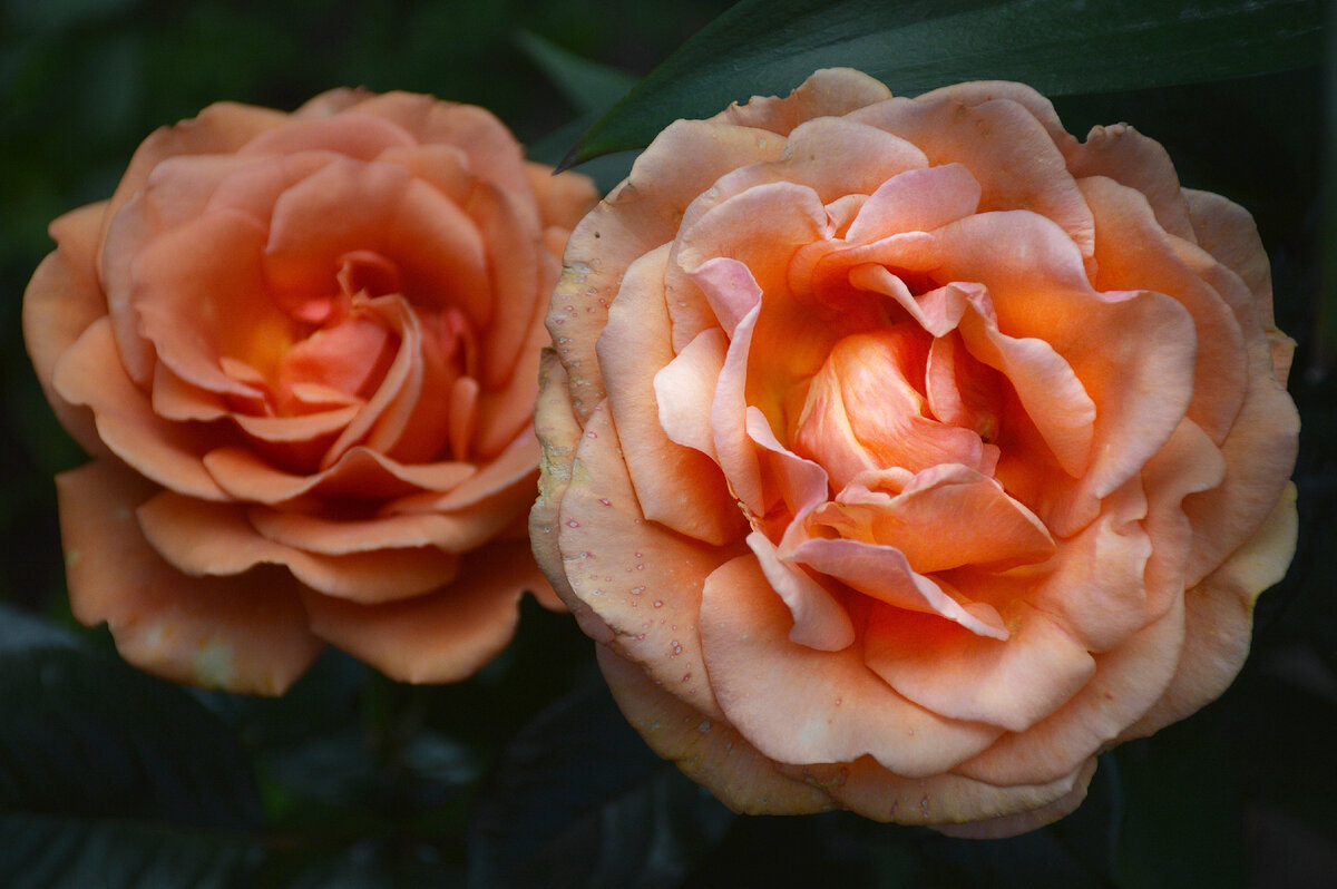 Ч-гибридная роза Ашрам. Все фотографии в статье мои. Розы - тоже